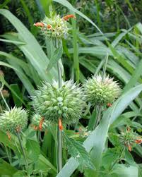 Image result for Vernonia nepetifolia