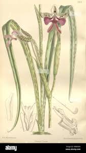 Image result for Cynorkis kassneriana