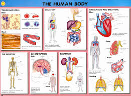 Buy Human Biology Wallchts Pack 10 Human Biology W Charts