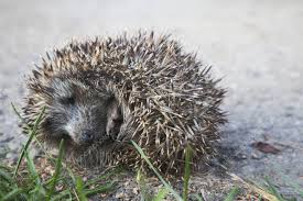 Baby Hedgehog Sleeping Garden Ground Stock Photo Affiliate Sleeping Hedgehog Baby Garden Ad Baby Hedgehog Hedgehog Baby Photos