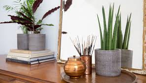 Maybe you would like to learn more about one of these? The Best House Plants For Your Bedroom Secret Linen Store