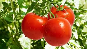 You only need to maintain stable, high temperature and regular water supplies. Tomato Farming Apni Kheti