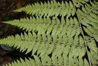 Image result for Megalastrum lanuginosum