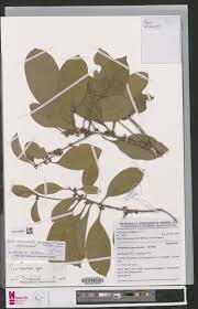 Image result for Inhambanella