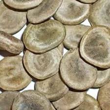 Image result for Strychnos