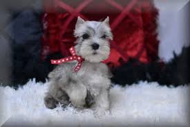 Important message from lonestar farms. Black And Silver Schnauzer Liver Tan Schnauzer Breeder In Tx Ok Rojos Miniature Schnauzers
