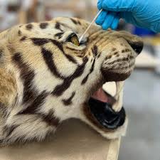 SOLD OUT!!! Proper Cleaning and Handling of Taxidermy Mounts