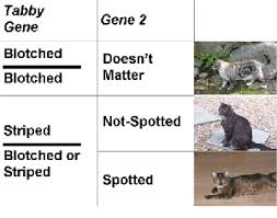 Cat Coats And Genes Understanding Genetics