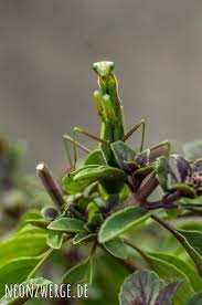 Kinder Und Tiere Heimische Gottesanbeterin Im Basilikumbusch Mantis Religiosa Gottesanbeterin Bilder Bildergeschichte