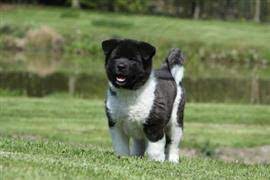 Akita Names At Dognamed Com