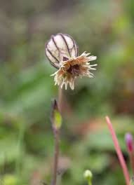 Image result for Silene burchellii