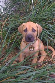 Such An Adorable Boy This Is My Friend S Black Mouth Cur Riley When He Was A Baby Black Mouth Cur Puppies Black Mouth Cur Cute Dogs Breeds