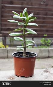 Check out our flowering jade plant selection for the very best in unique or custom, handmade pieces from our craft supplies & tools shops. Crassula Ovata Image Photo Free Trial Bigstock