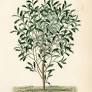 soursop fruit = graviola, guyabano von www.meisterdrucke.at