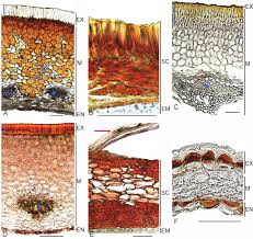 Image result for Centemopsis longipedunculata