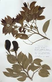 Image result for Hymenaea courbaril