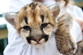 When they eat and drink again the hump will refill with fat. Rescued Cougar Kittens Appear On Letterman Local Helenair Com