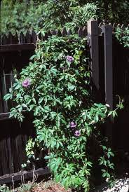 Passion Flower Vine A Perennial With Edible Fruit And Leaves And Flowers For Use As Sleepy Time Tea Flowering Vines Passion Flower Vine Fence