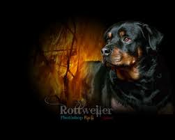 Rottweiler Android Iphone Desktop Hd Backgrounds Wallpapers 1080p 4k 112686 Hdwallpapers Andro Australian Cattle Dog Mix Dog Heaven Dog Wallpaper