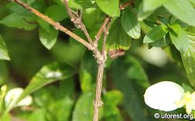 Image result for Pseudomussaenda