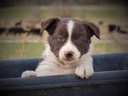 Look at pictures of border collie puppies in denver who need a home. Working Border Collies For Sale