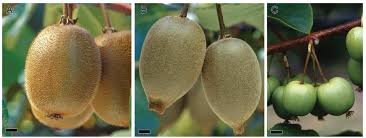 Image result for Actinidiaceae