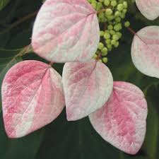 Image result for Isoglossa cyclophylla