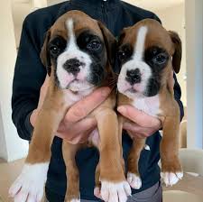 2 brindle males, 3 brindle females, and one 1 red/ flashy fawn female. Pets Home Boxer Puppies For Sale Craigslist Boxer Facebook