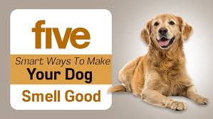 Dogs from rural homes sometimes smell like hay. Five Smart Ways To Make Your Dog Smell Good This Summer Nappets