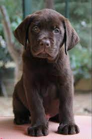 Chocolate labs are classified as medium to large dogs. Pin By Jane On Labs Puppies Labrador Retriever Puppies Lab Puppies