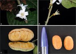 Image result for Diospyros loureiriana