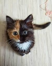 Black And Orange Tabby Kitten Yana Yana The Orange And Black Kitten Cute Animals Cute Baby Animals Cute Animal Pictures