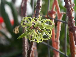 Image result for Cynanchum praecox