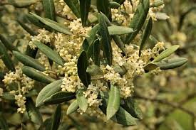Image result for Olea woodiana