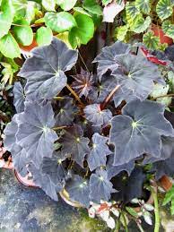 Begonia Fever Chapter 1 The Craze And The Collection Begonia Plants Patio Flowers
