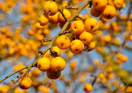 Their early flowering provides a welcome source of food for bees and butterflies, after a long, lean winter. Closeup Of A Crab Apple Tree Malus Golden Hornet With Branches And Fruit Against A Blue Sky Stock Photo Picture And Royalty Free Image Image 11555391