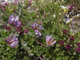 Image result for Indigofera laxiracemosa