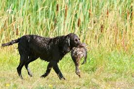 Image result for německý křepelák postava