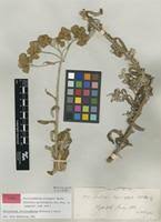 Image result for Helichrysum schimperi