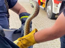 Autofahrer hatten die polizei gerufen, weil das tier auf einer straße unterwegs war. Schlange In Werne Gefunden Python Sitzt Im Gras Werne