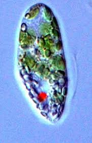 Euglena Gracilis Wikipedia