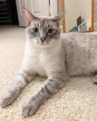 Black And White Siamese Cat Lynx Point Siamese Cat Siamese Cats Cats And Kittens Cats