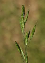 Image result for Bromus