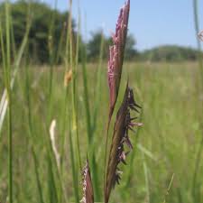 Image result for Sporobolus panicoides