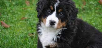 They are strong yet agile and we're proud of the bernese mountain dogs we breed, and we love showing them off! Bernese Mountain Dog Breeders Bernese Love