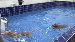 Dog boarding kennels provide your dog a safe and secure place to call their home away from home while. Pet Depot Premium Pet Supplies And Services In The Surrounding Baltimore Area Pet Depot