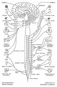 Polarity Therapy Volume 2 Book 6 Chart 17 Energy