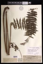 Image result for Blotiella sinuata