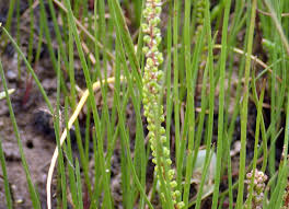 Image result for Striga linearifolia