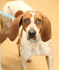 Adopt Betty Update On Petfinder English Coonhound Humane Society Coonhound